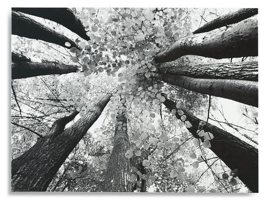 Ananya - Black / White - Wall Art